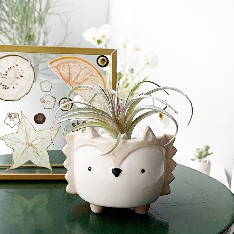 Fanima - Cute Cartoon Succulent Ceramic Flower Pot